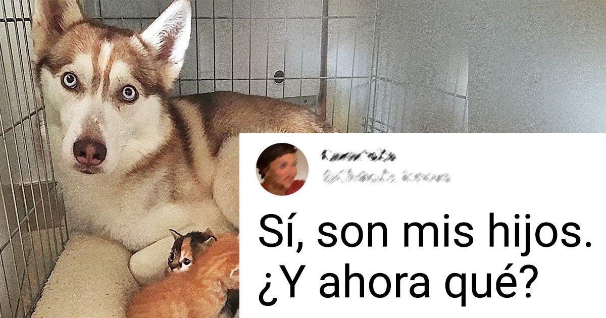 20+ Perros que se olvidaron de su naturaleza y no planean volver a recordarla 20+ Perros que se olvidaron de su naturaleza y no planean volver a recordarla