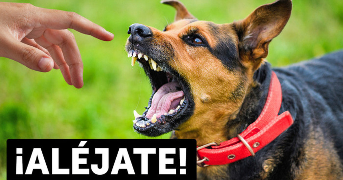 No te acerques a un perro si lleva un collar rojo