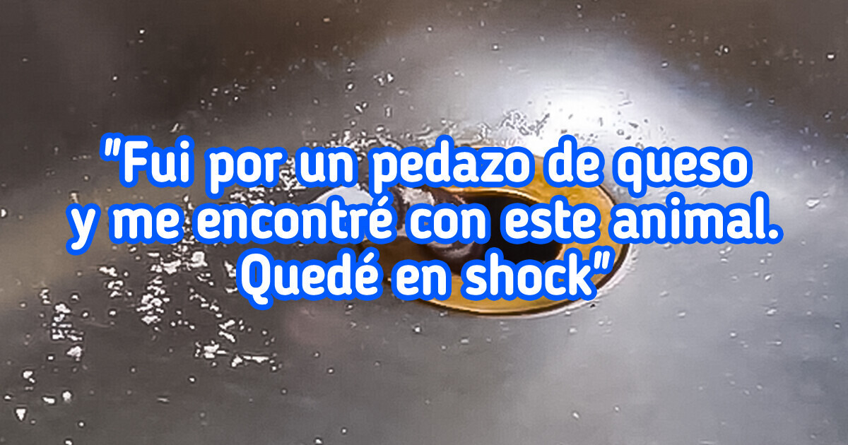 Criatura “alienígena” le sale por el fregadero de la cocina y casi la mata del susto Criatura “alienígena” le sale por el fregadero de la cocina y casi la mata del susto