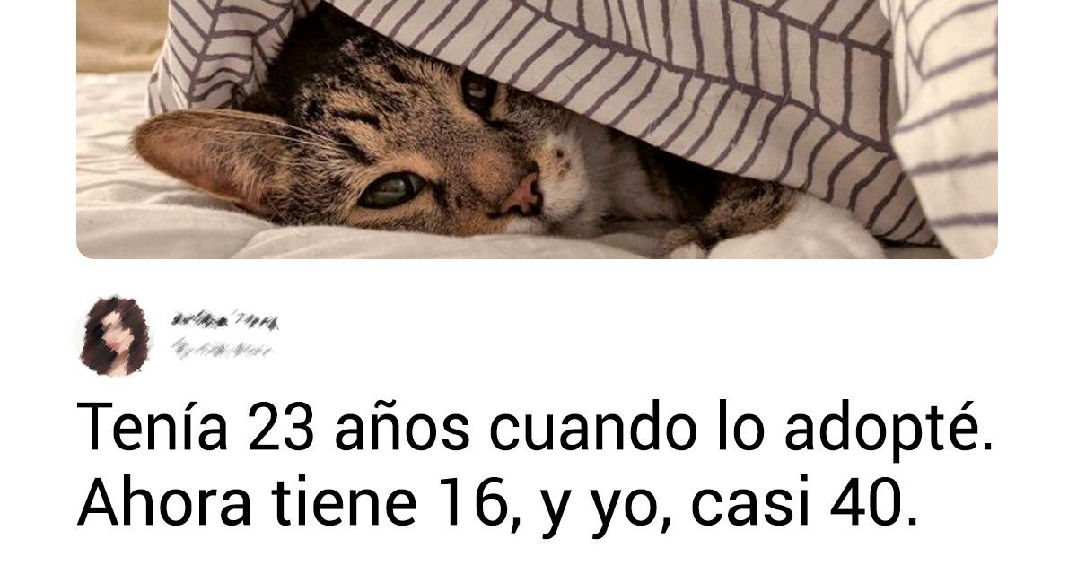 20+ Fotos conmovedoras de animales en edad avanzada