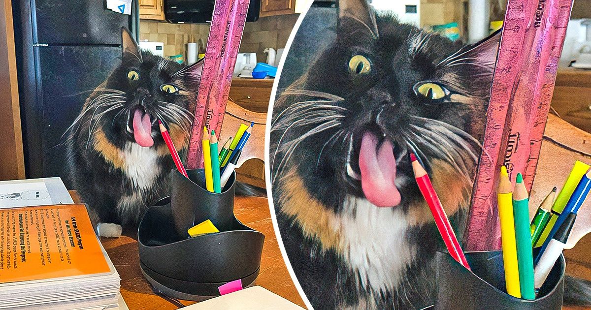 20 Gatos que se relacionan con el mundo a través de sus “letales y peligrosos” colmillos 20 Gatos que se relacionan con el mundo a través de sus “letales y peligrosos” colmillos