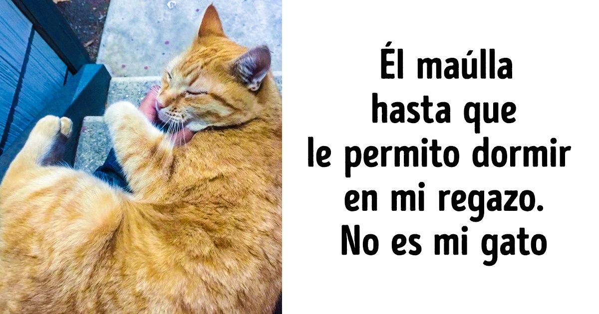 22 Fotos que demuestran que los animales consisten en un 99 % del amor