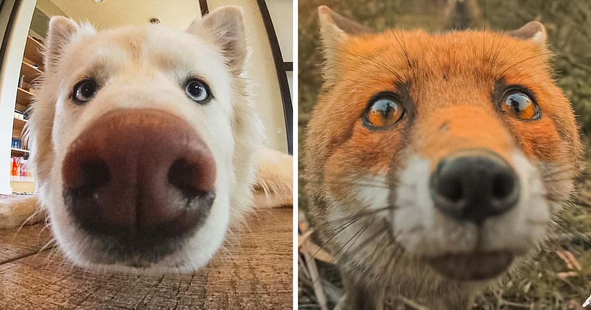 25 Animales que “hociquearon” la cámara, regalándonos tiernas y únicas imágenes 25 Animales que “hociquearon” la cámara, regalándonos tiernas y únicas imágenes