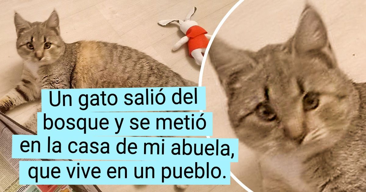 20 Cálidas pruebas de que no es una persona la que rescata a un gato, sino que es él quien la “adopta”