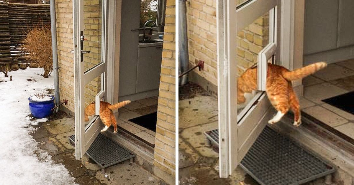 25 Gatos extraños que tienen su propia lógica