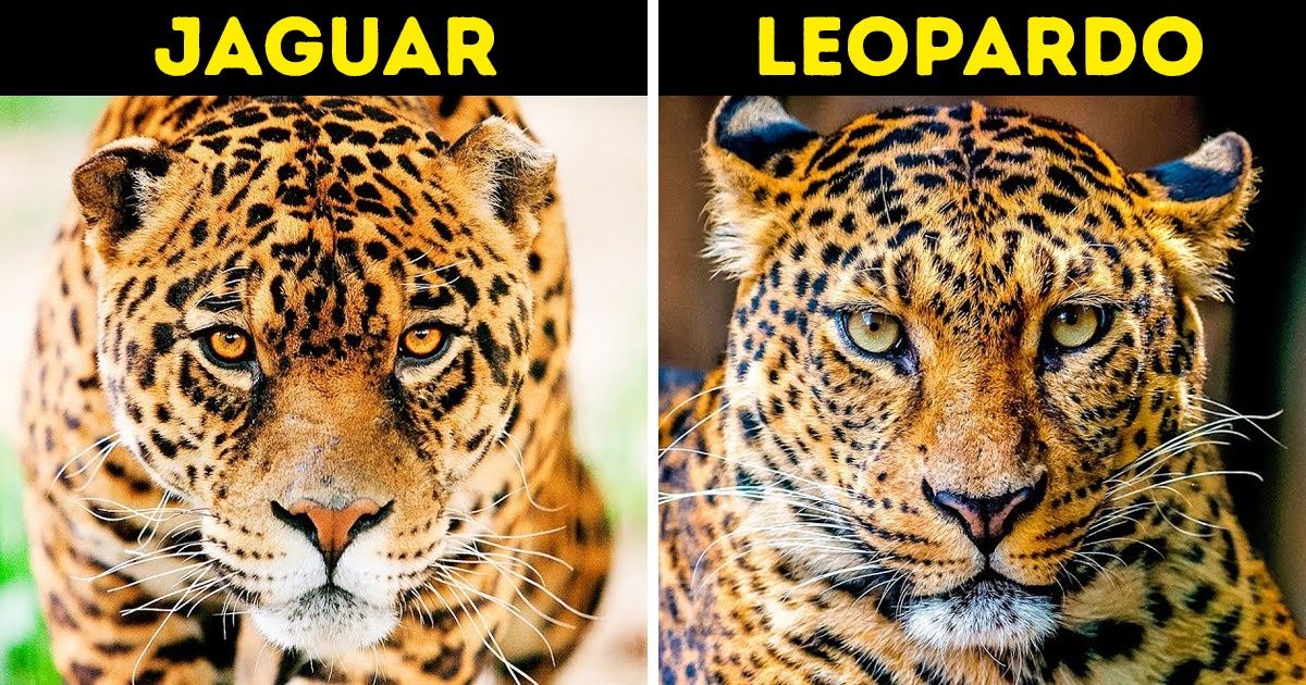 16 Grupos de animales que casi siempre son confundidos 16 Grupos de animales que casi siempre son confundidos