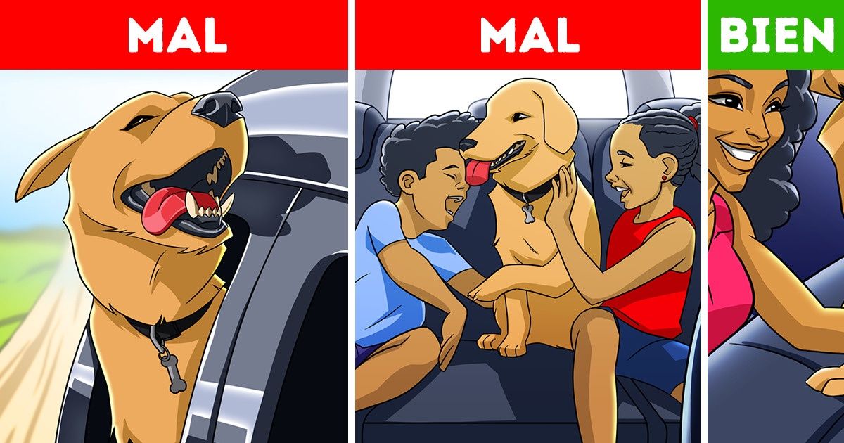 9 Consejos para que tu perro disfrute viajar en auto 9 Consejos para que tu perro disfrute viajar en auto