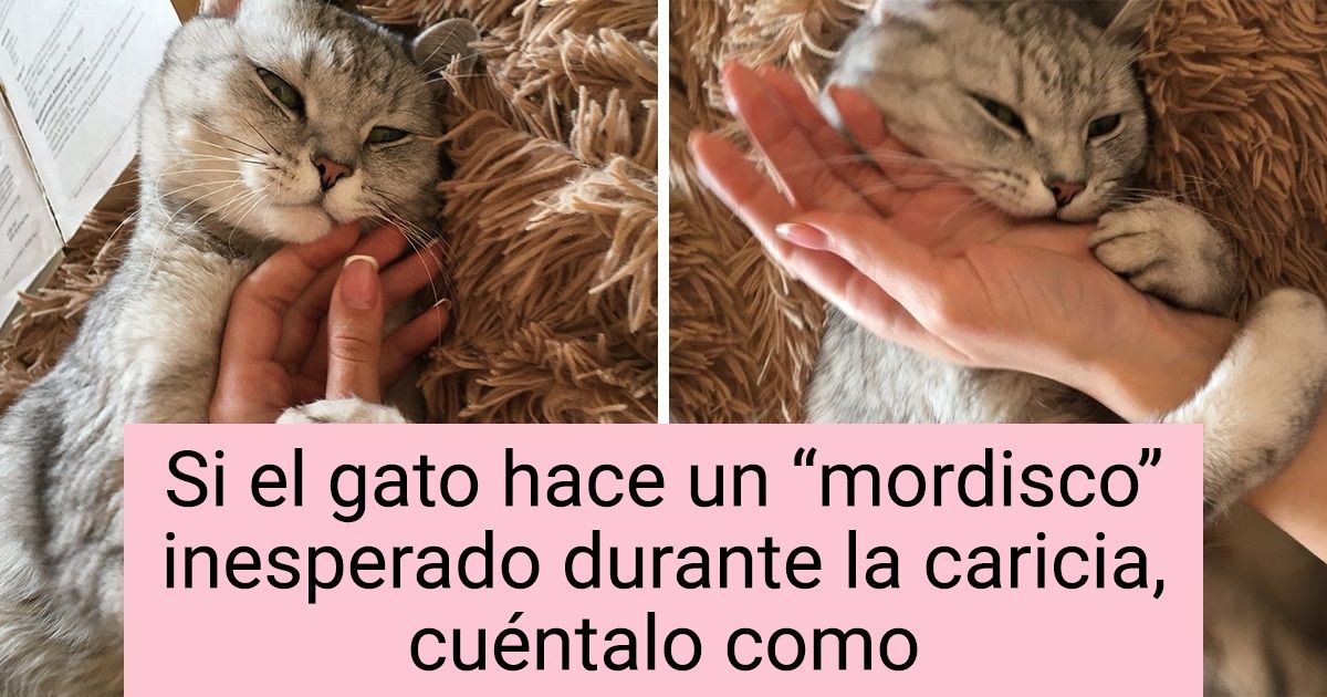 12 Hechos que prueban que la naturaleza trabajó con especial cuidado en el proyecto “gato”