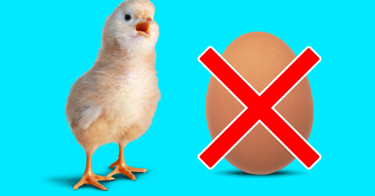 El mundo sin huevos de gallina, ¿qué pasaría?