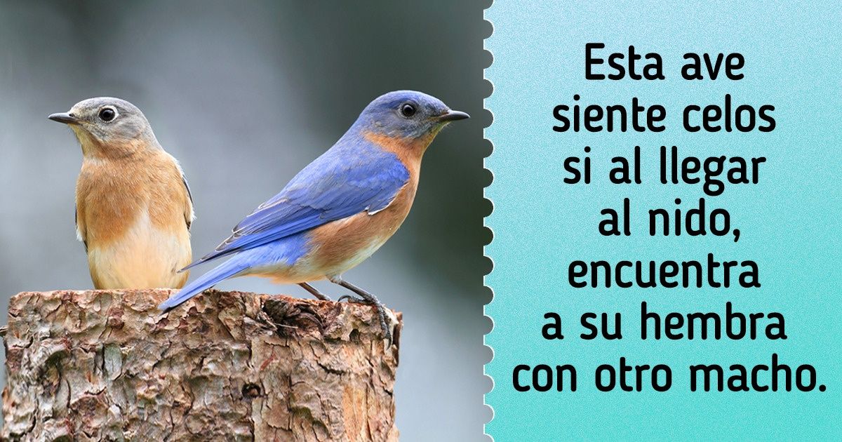 15 Animales cuyas conductas se parecen mucho a las de los humanos