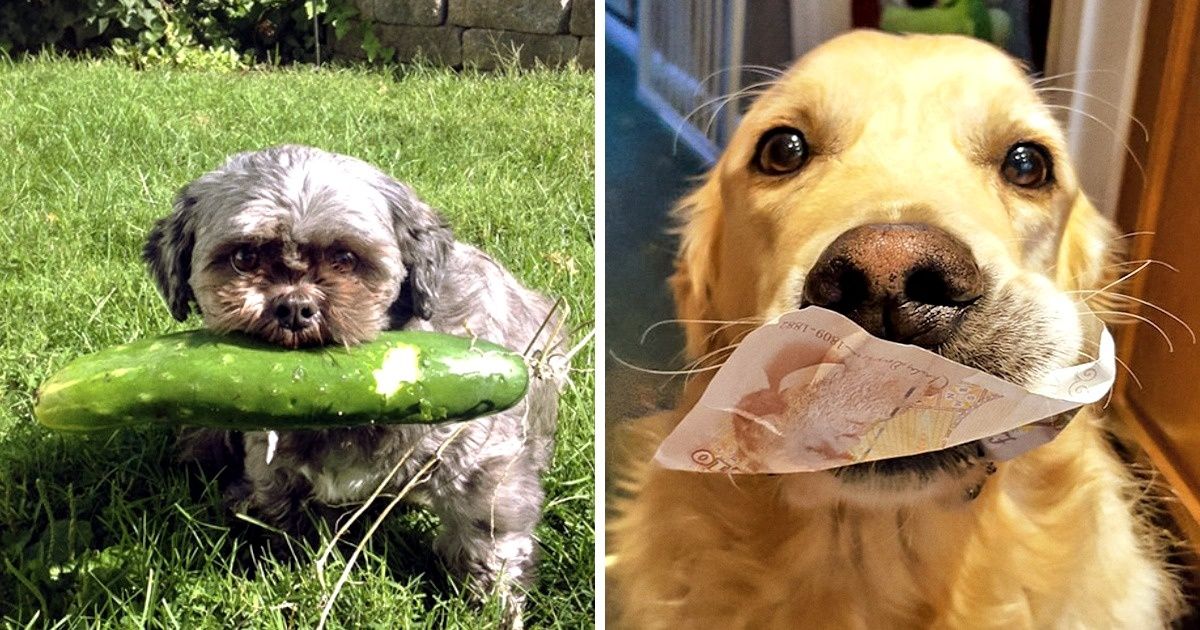 22 Tesoros que estos perros les dieron a sus dueños