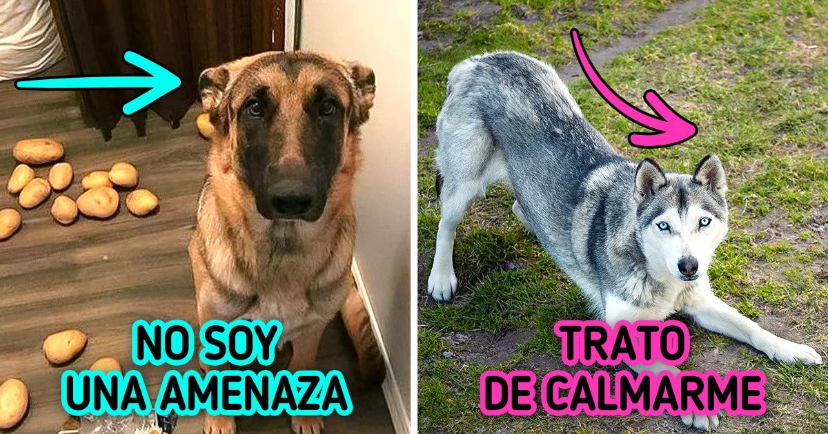 13 Señales con las que tu perro podría estar diciéndote que se siente incómodo 13 Señales con las que tu perro podría estar diciéndote que se siente incómodo