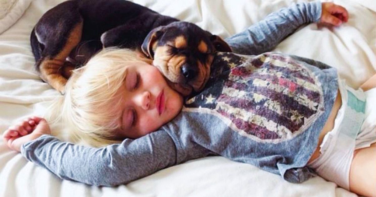 8 Cosas que suceden cuando dejas que tu perro comparta la cama contigo