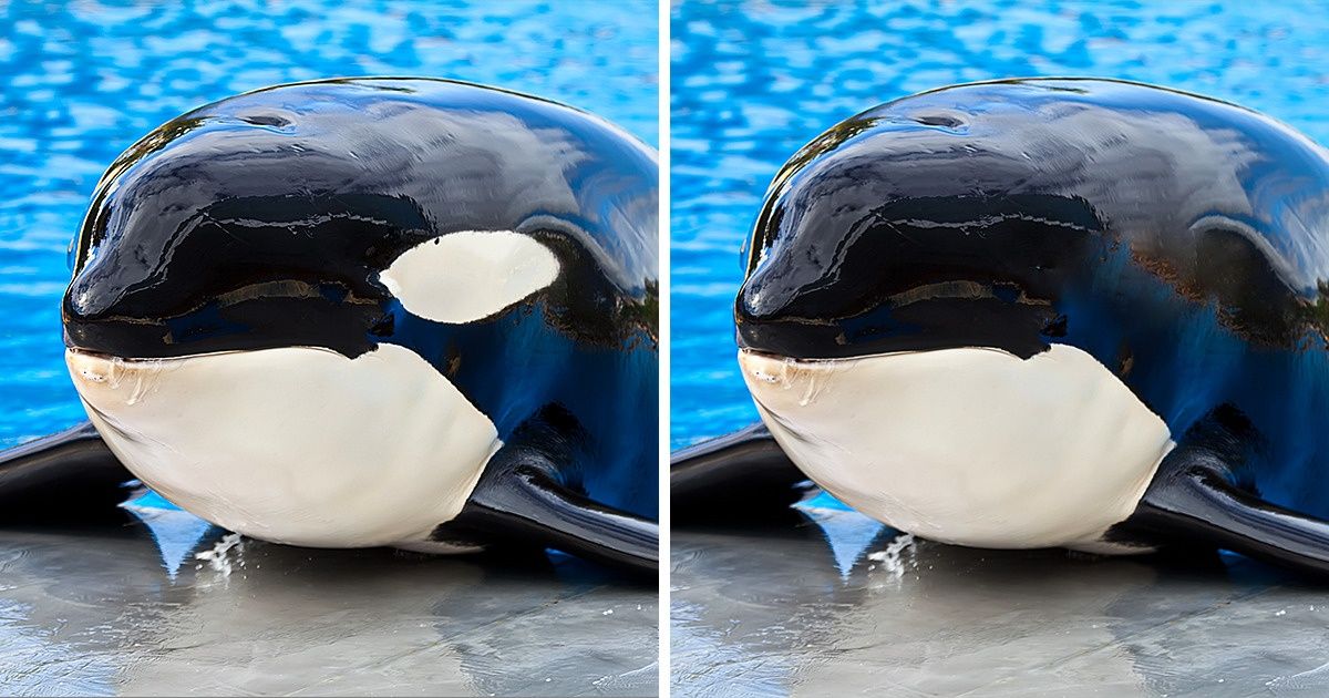 Cómo se verían 22 animales si les quitáramos los detalles físicos que más los caracterizan Cómo se verían 22 animales si les quitáramos los detalles físicos que más los caracterizan