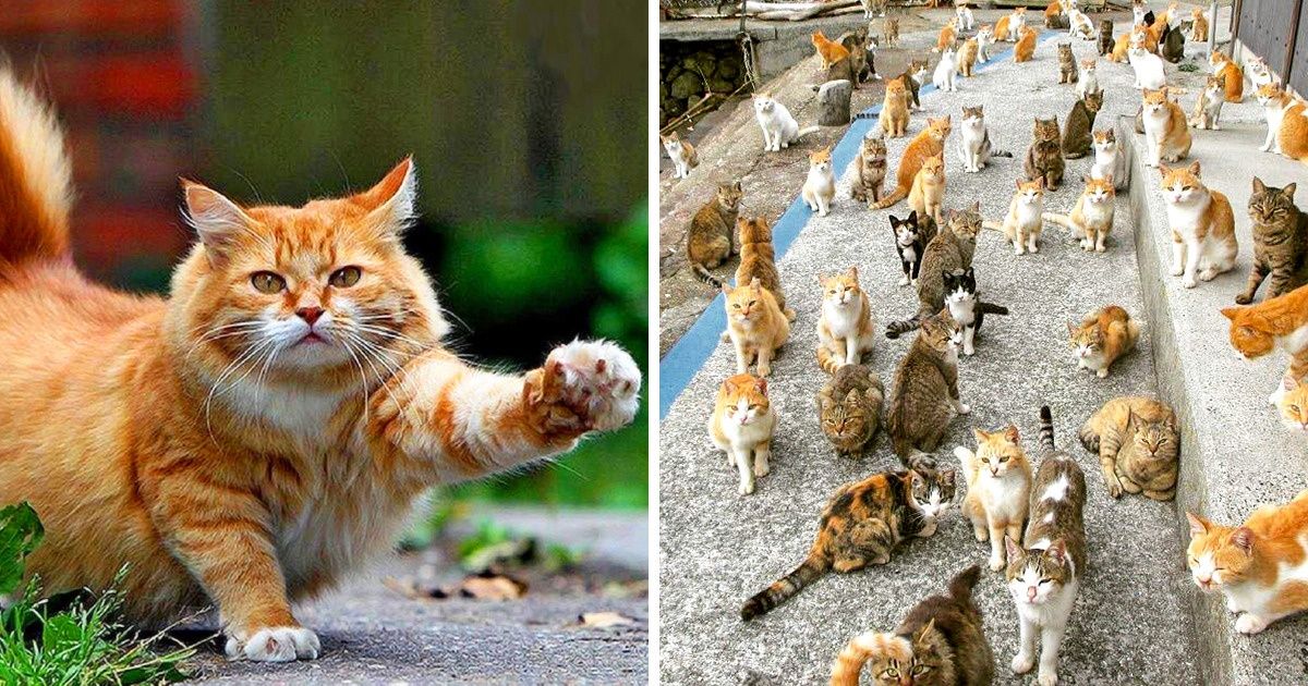 ¡Alerta! Encontramos una oferta de un trabajo de ensueño: te pagan por descansar en una isla griega con 55 gatos