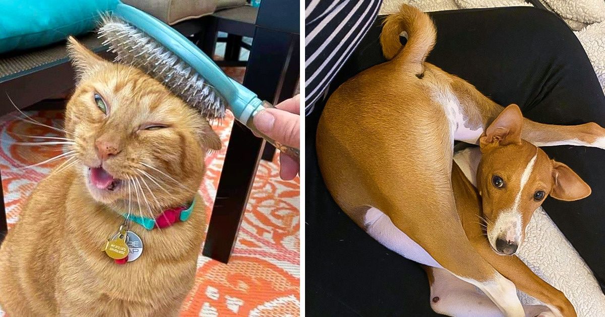 18 Mascotas cuyos genes de locura son el mejor antidepresivo de sus humanos