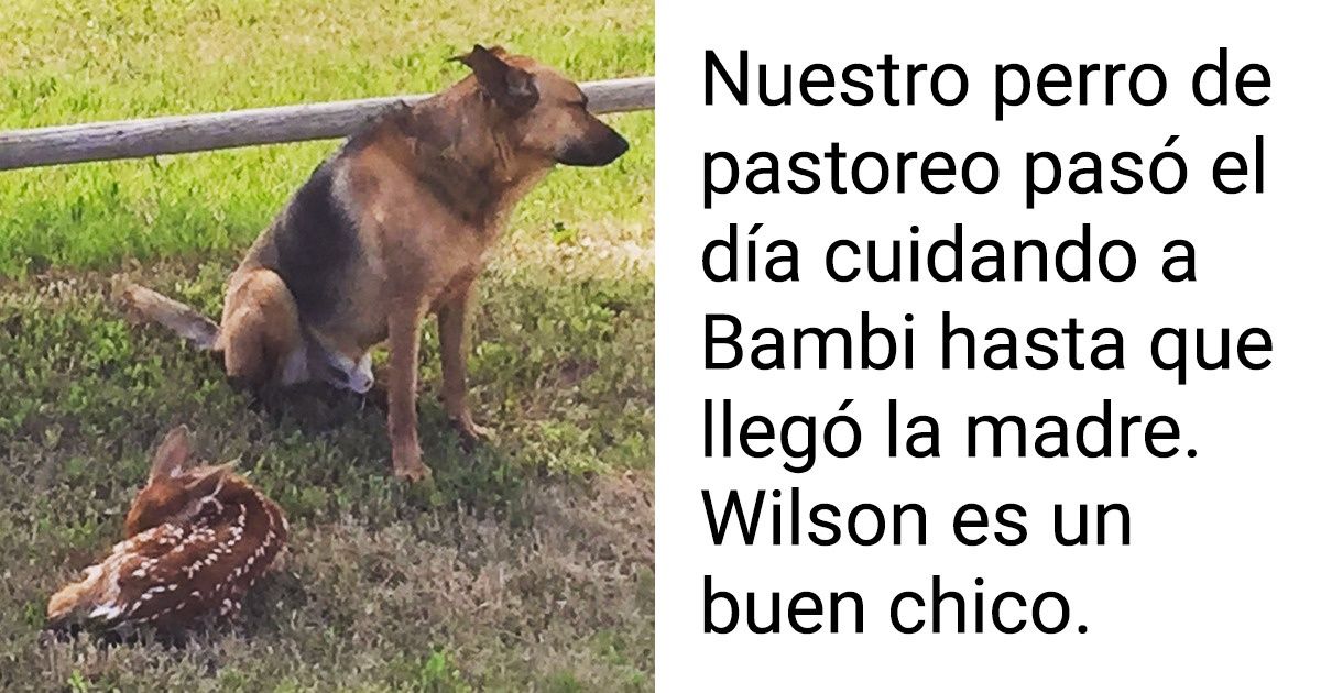 20 Fotos que muestran que los animales pueden ser más cariñosos que nosotros 20 Fotos que muestran que los animales pueden ser más cariñosos que nosotros