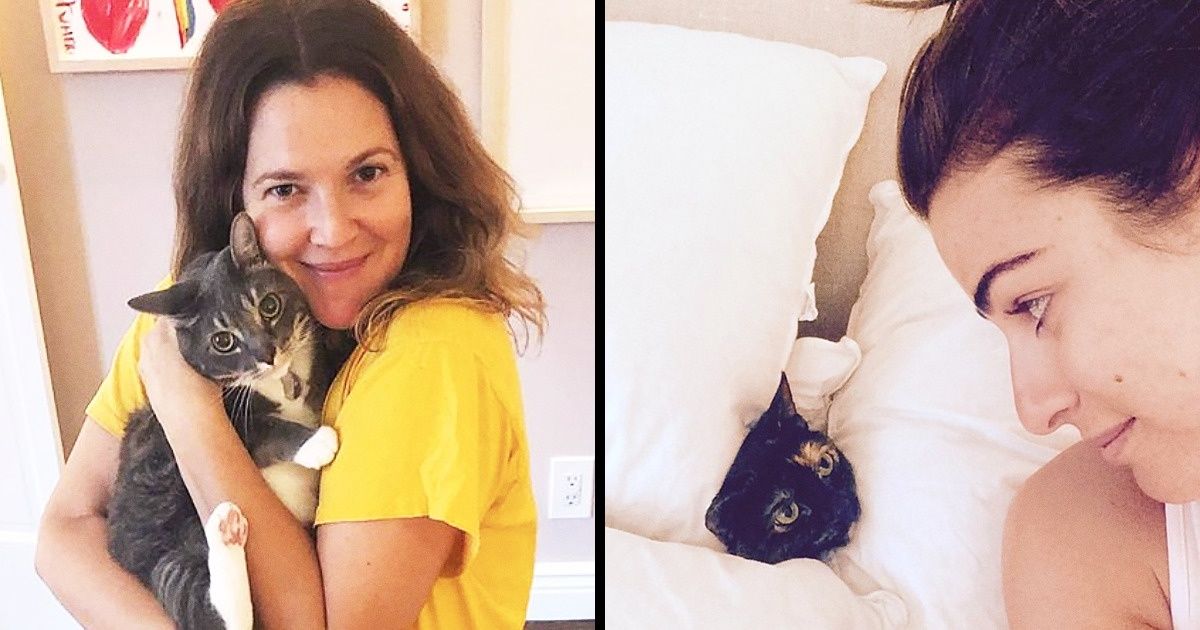 20 Famosos que aman a sus gatos y no pueden parar de compartir sus fotos con todo el mundo 20 Famosos que aman a sus gatos y no pueden parar de compartir sus fotos con todo el mundo