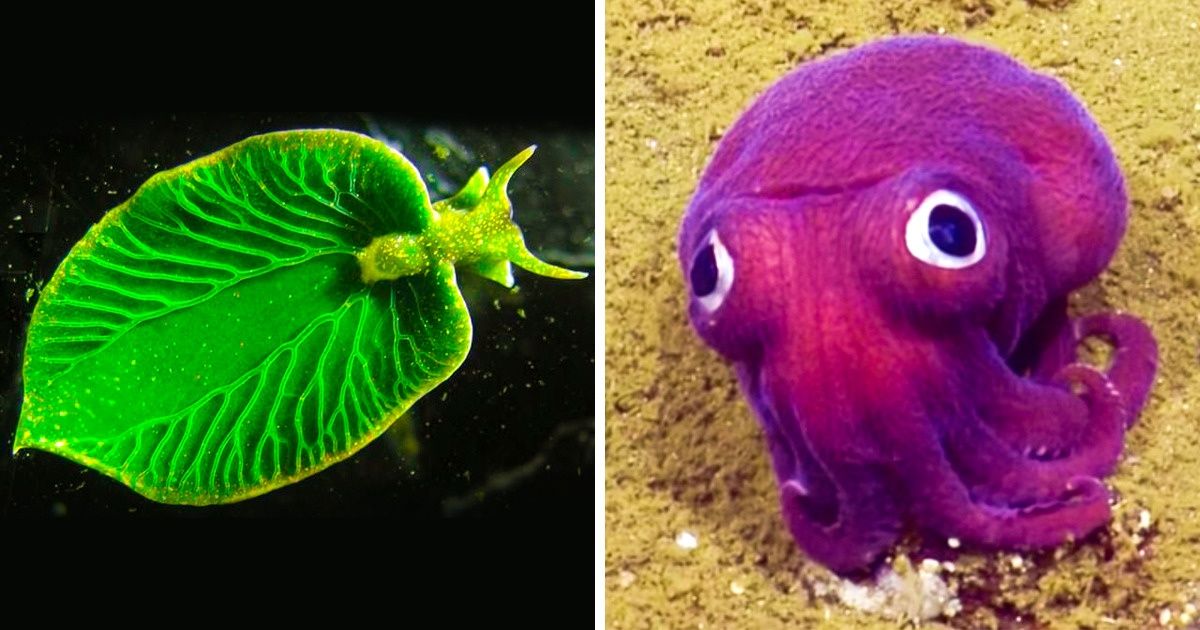 23 Especies oceánicas que parecen ser de otro planeta