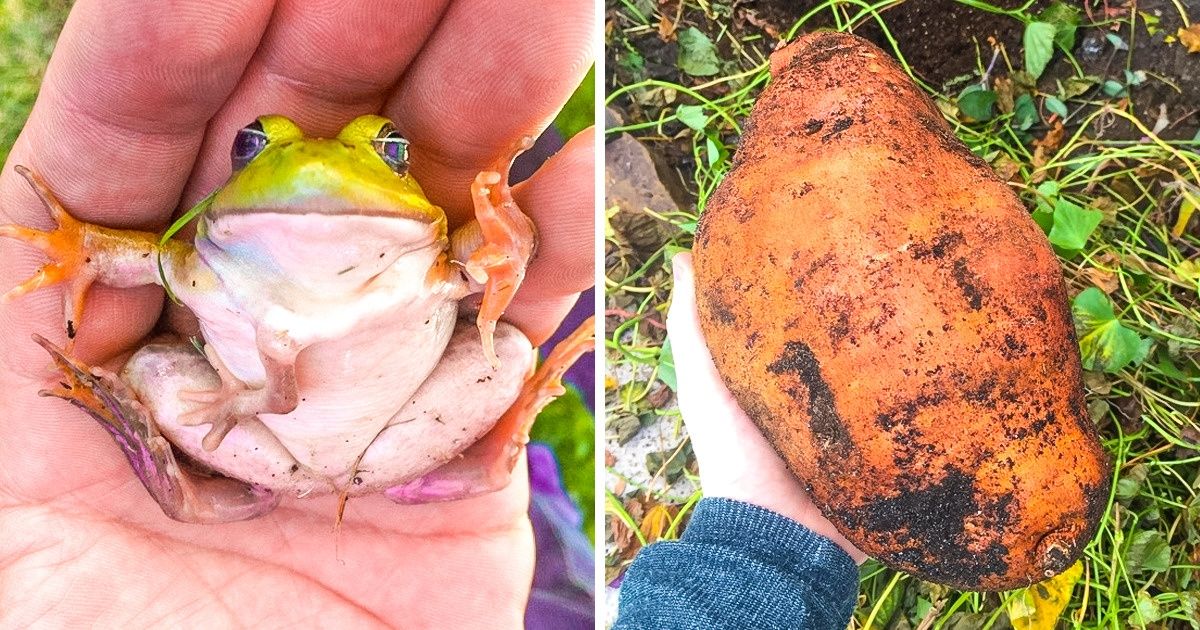 18 Imágenes que nos demuestran que el mundo está demasiado loco 18 Imágenes que nos demuestran que el mundo está demasiado loco