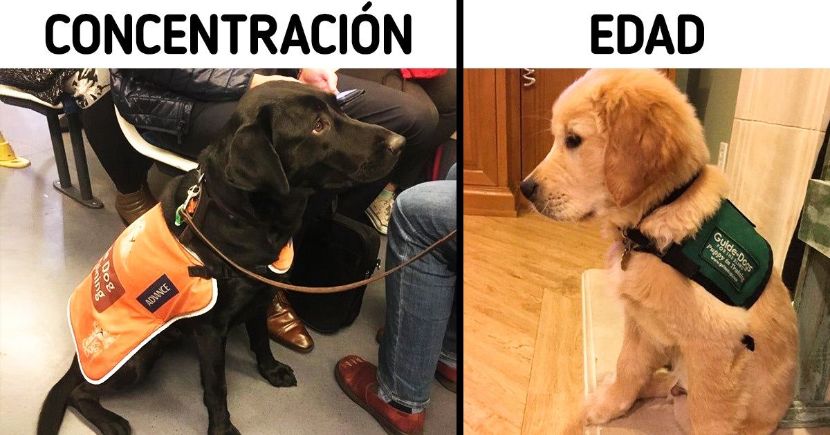 9 Características que un perro debe tener para unirse al grupo de los superhéroes peludos lazarillos