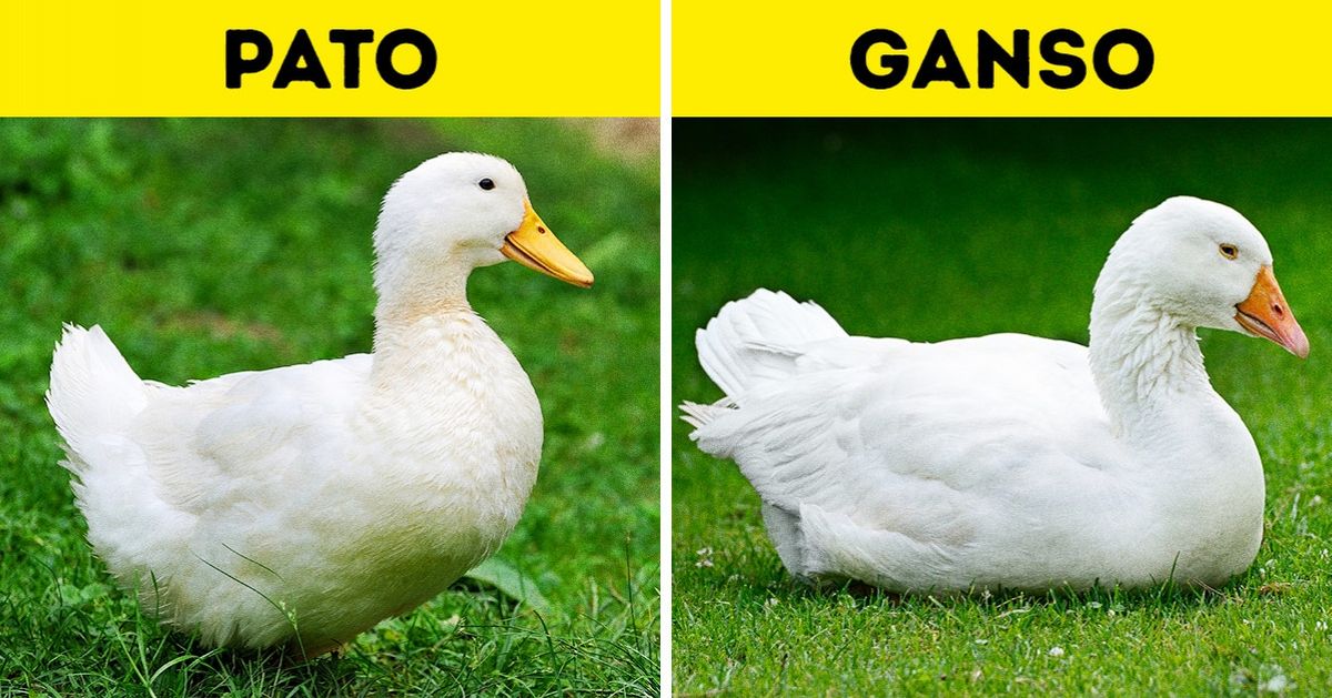 15 Dúos de animales casi idénticos que son muy fáciles de confundir 15 Dúos de animales casi idénticos que son muy fáciles de confundir
