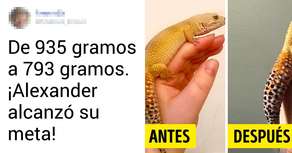 18 Animales que están haciendo todo lo posible por perder esos kilos extra 18 Animales que están haciendo todo lo posible por perder esos kilos extra