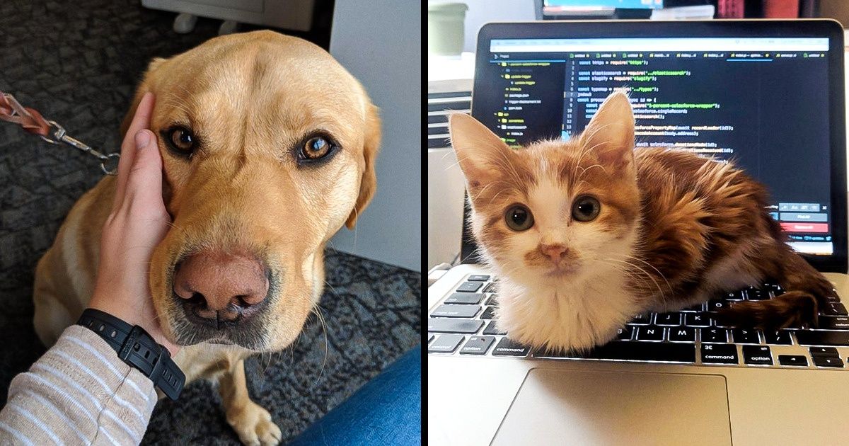 25 Mascotas que acompañan a sus dueños en el trabajo 25 Mascotas que acompañan a sus dueños en el trabajo