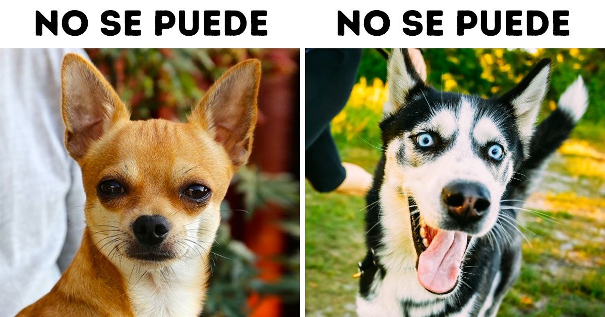 10 Razas de lindos perros que no se recomienda tener en una familia con niños