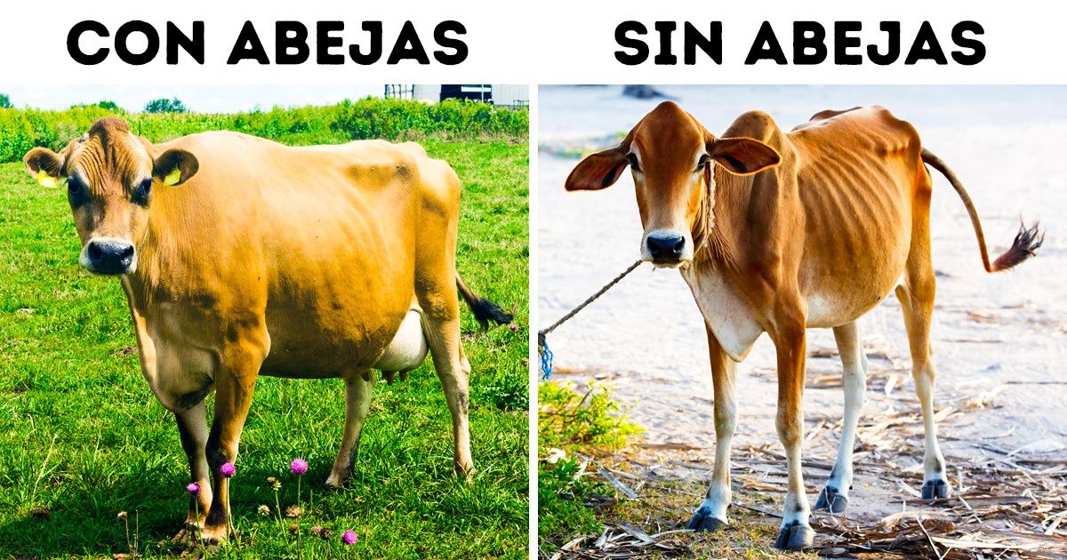 ¿Qué pasaría con la humanidad si las abejas desaparecieran? (Información importante para los amantes de los jeans y el café)