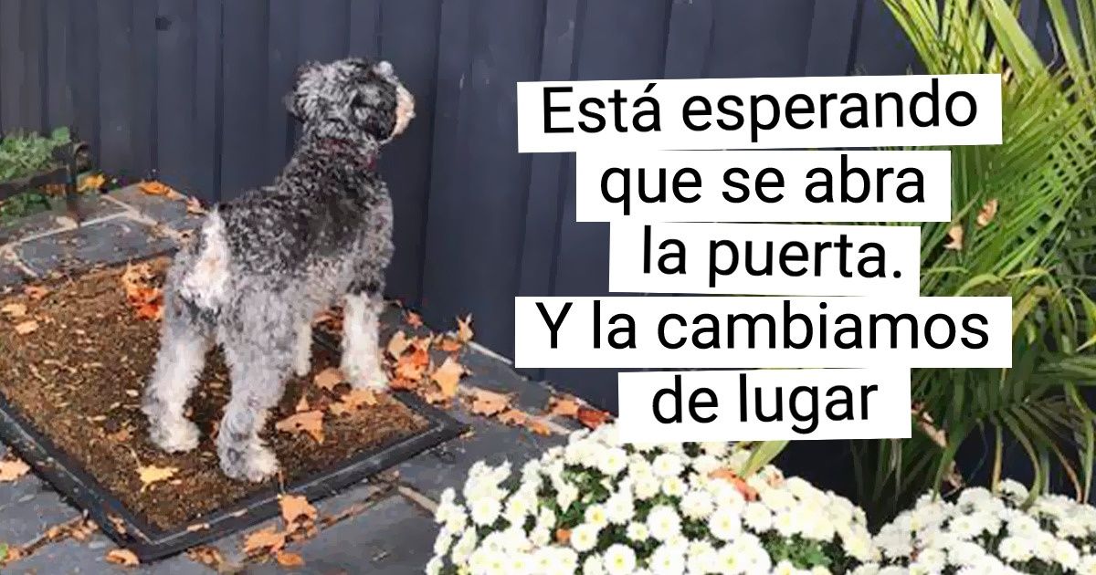 19 Mascotas que hicieron a sus dueños reír hasta las lágrimas