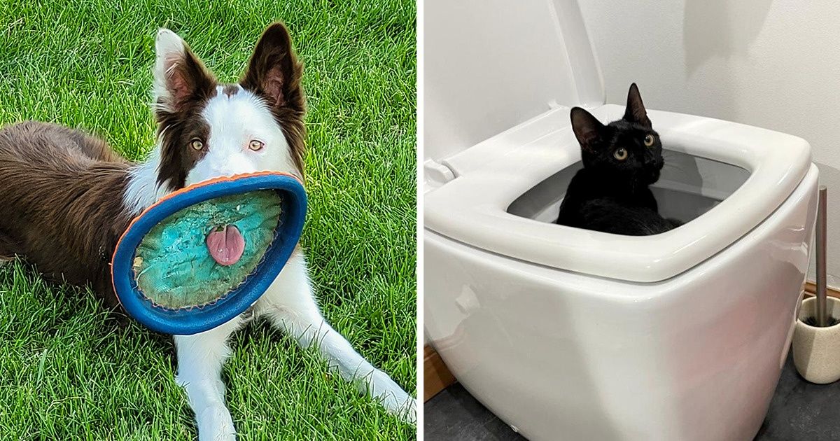 21 Mascotas cuyas ocurrencias son el mejor antidepresivo de sus humanos
