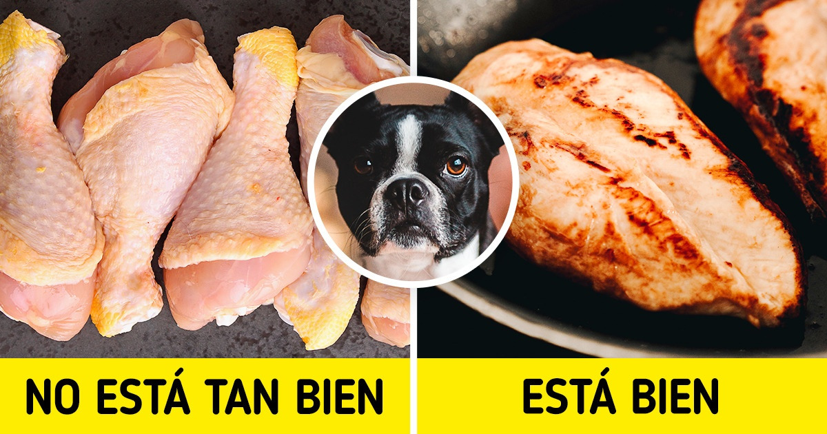 10 Cosas que podrían hacer la dieta de tu perro más saludable y sencilla
