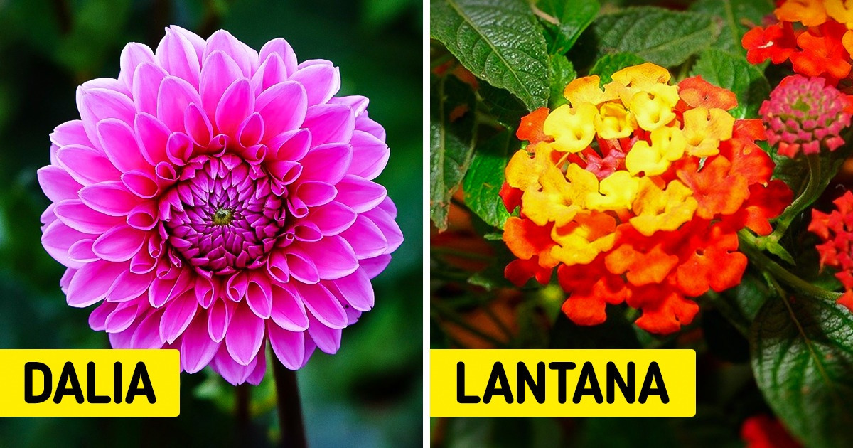 15 Flores que aportan color y vida al jardín 15 Flores que aportan color y vida al jardín