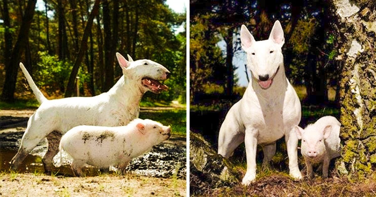 30 Extrañas amistades entre animales que demuestran que el amor es ciego