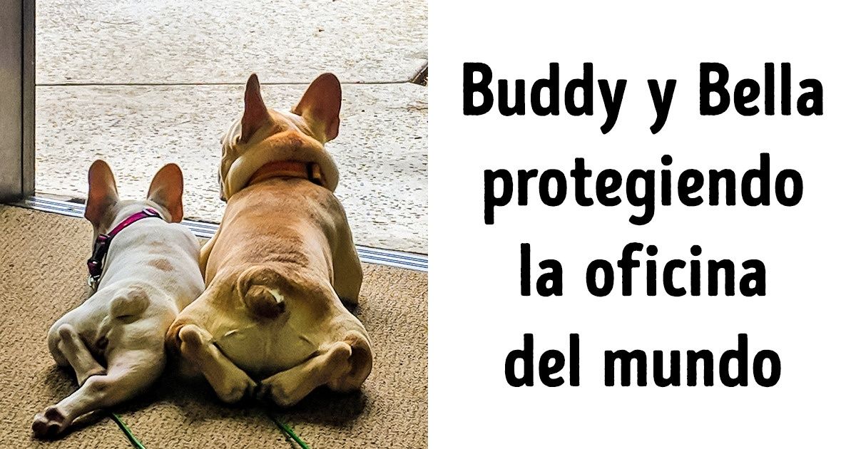 Si necesitas un motivo para adorar a los bulldogs franceses, aquí hay varios