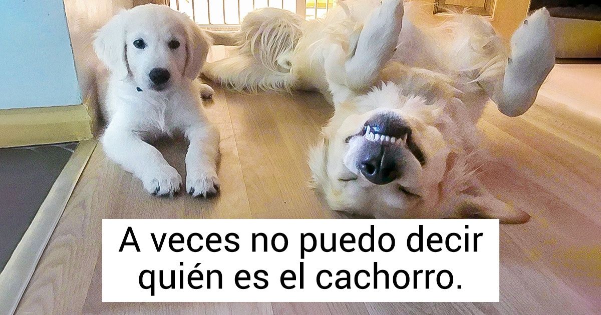 20 Ejemplos de que los golden retriever son unos juguetones empedernidos