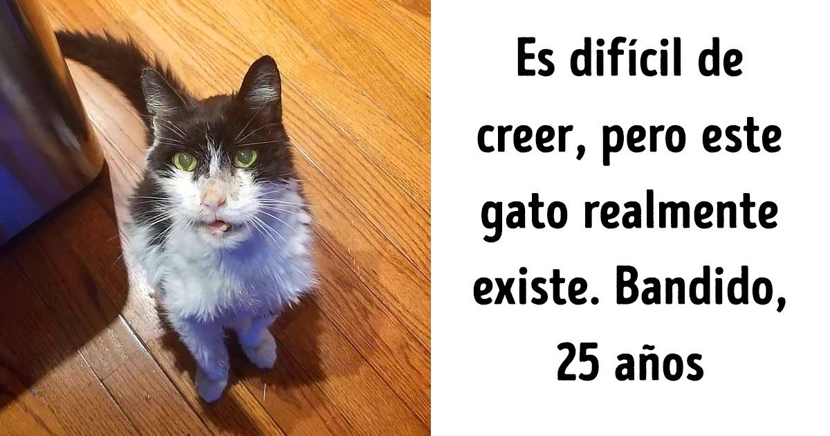 23 Fotos que dan ganas de acariciar a todos los gatos del barrio