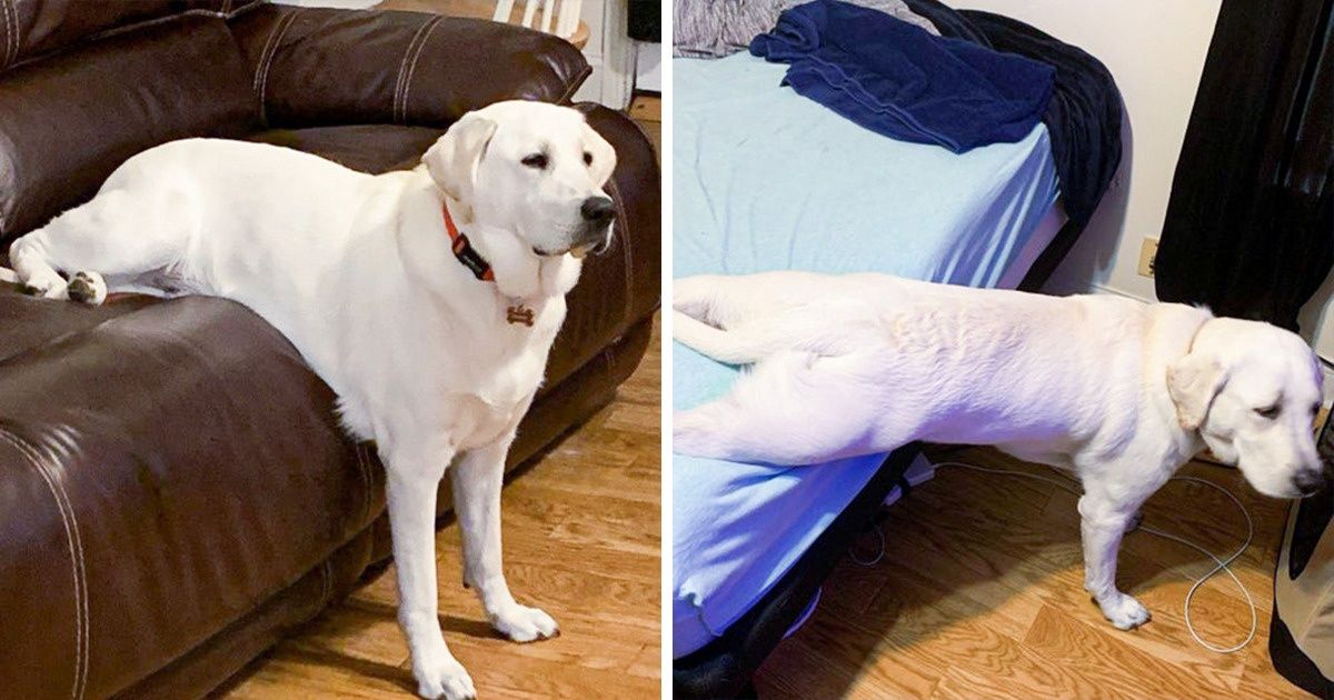 20+ Perros nos dejan claro que no necesitan aprender trucos para sentarse, porque ellos ya saben hacerlo y de una forma muy original 20+ Perros nos dejan claro que no necesitan aprender trucos para sentarse, porque ellos ya saben hacerlo y de una forma muy original