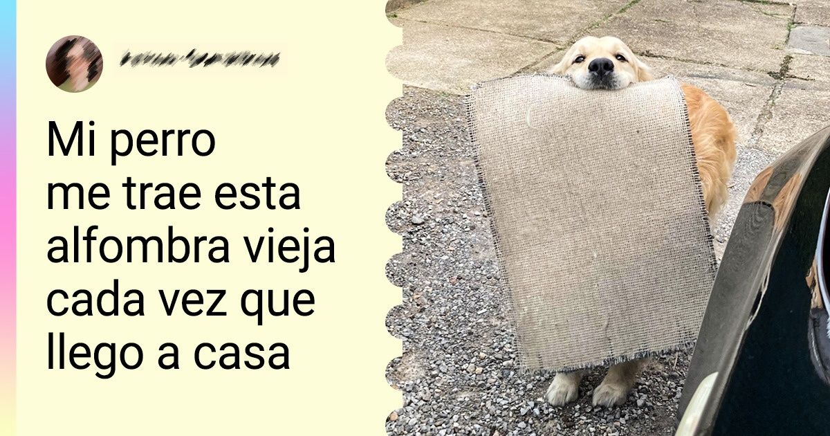 20+ Animales que son como una taza de chocolate caliente para reconfortar cualquier alma 20+ Animales que son como una taza de chocolate caliente para reconfortar cualquier alma