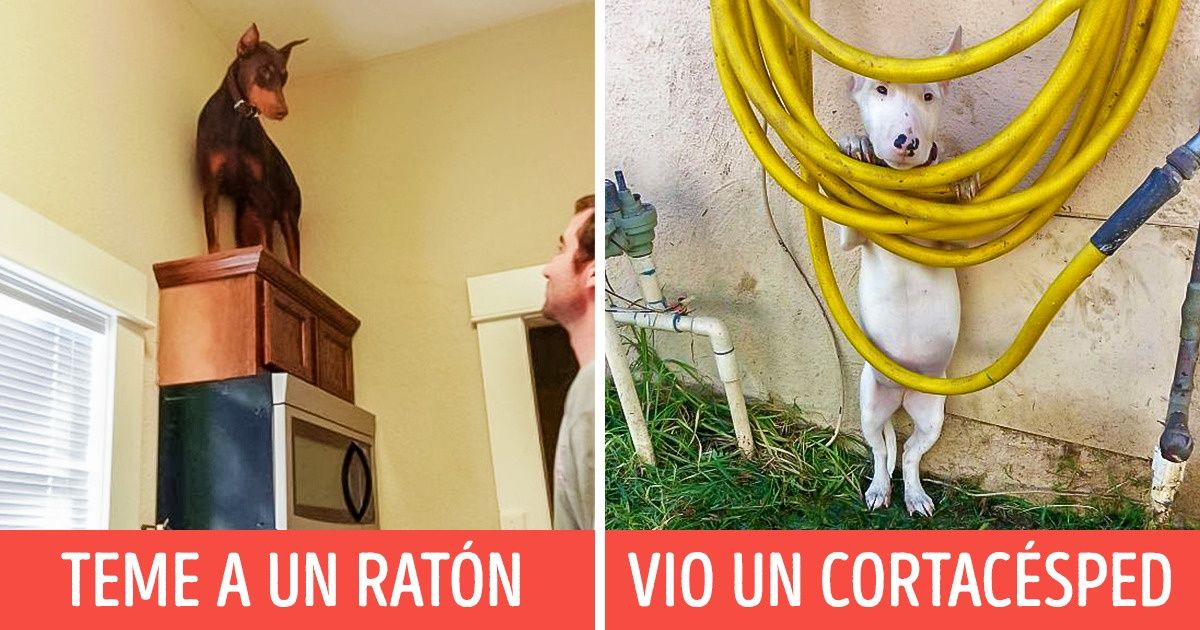 22 Perros divertidos que resultaron ser lindos cobardes 22 Perros divertidos que resultaron ser lindos cobardes