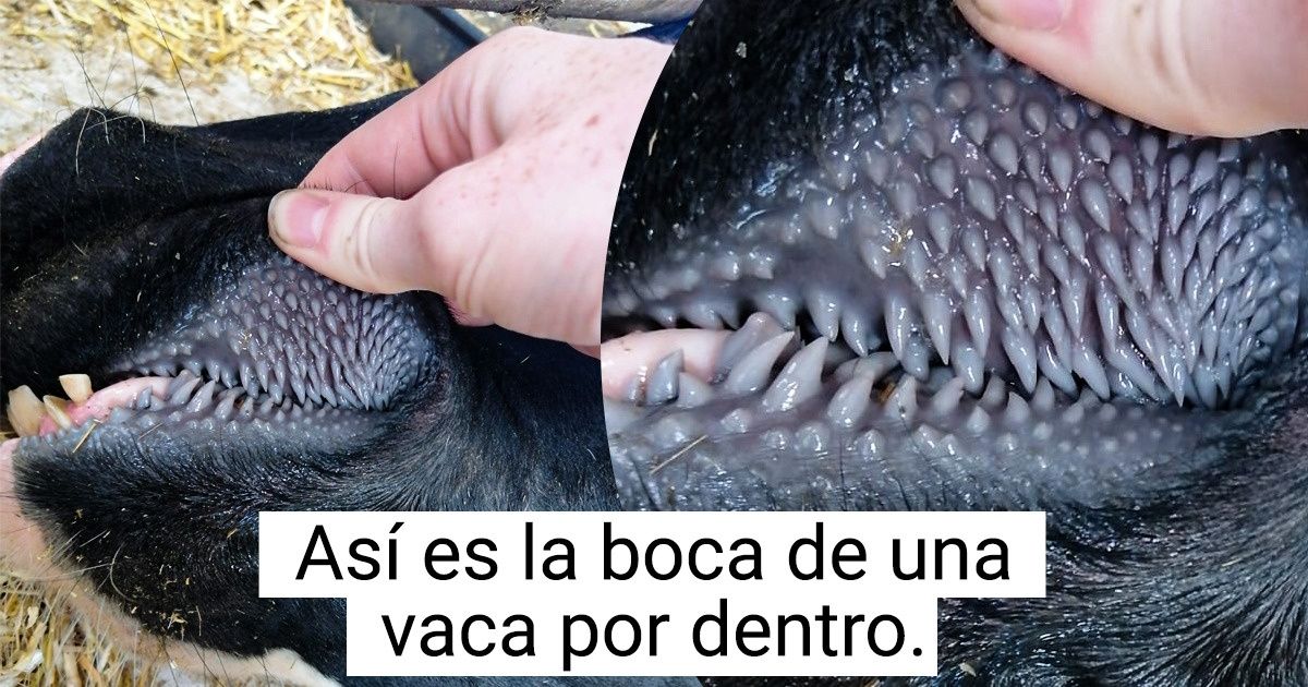 15 Obras maestras de la naturaleza que nos dejaron estupefactos ante tanta magia creativa