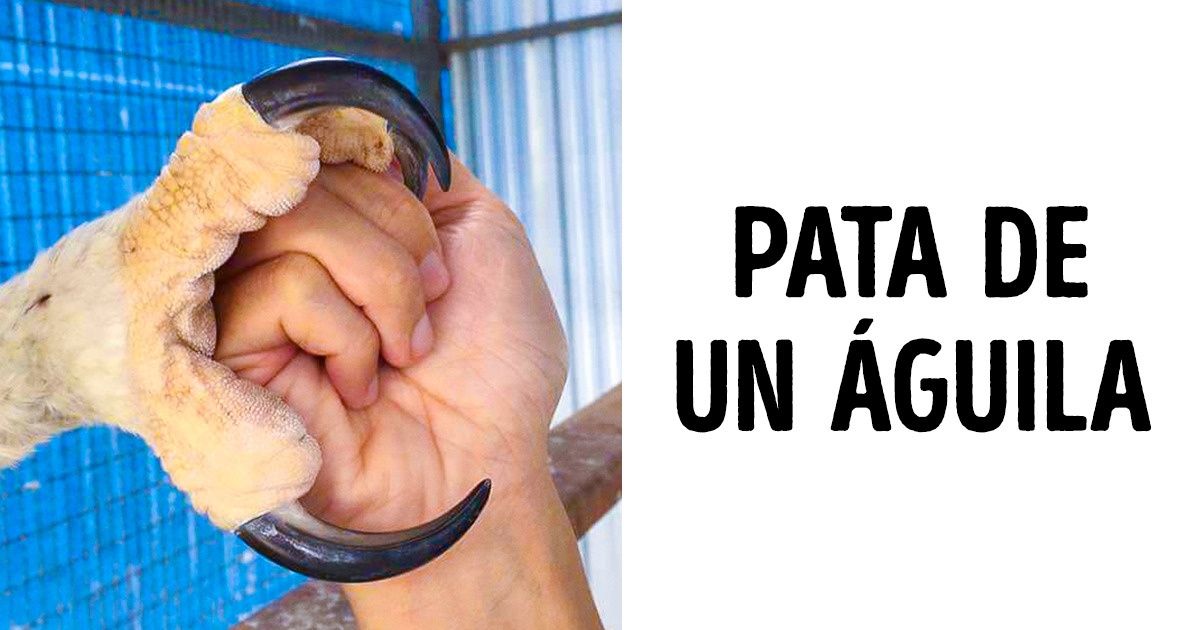 10 Cosas que causan sorpresa genuina en cualquiera
