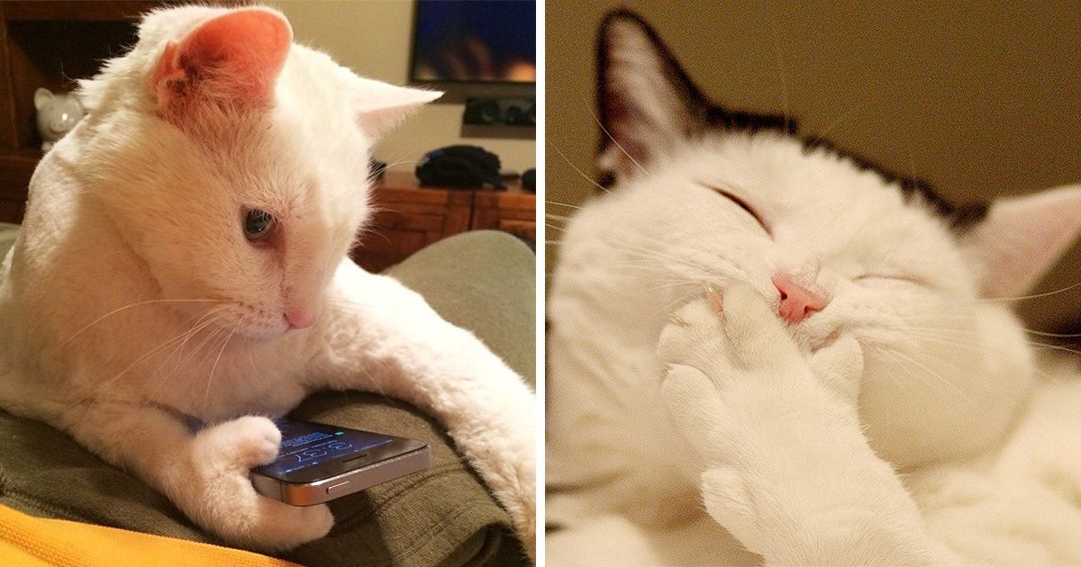 22 Mascotas demasiado lindas que se están convirtiendo en humanos 22 Mascotas demasiado lindas que se están convirtiendo en humanos