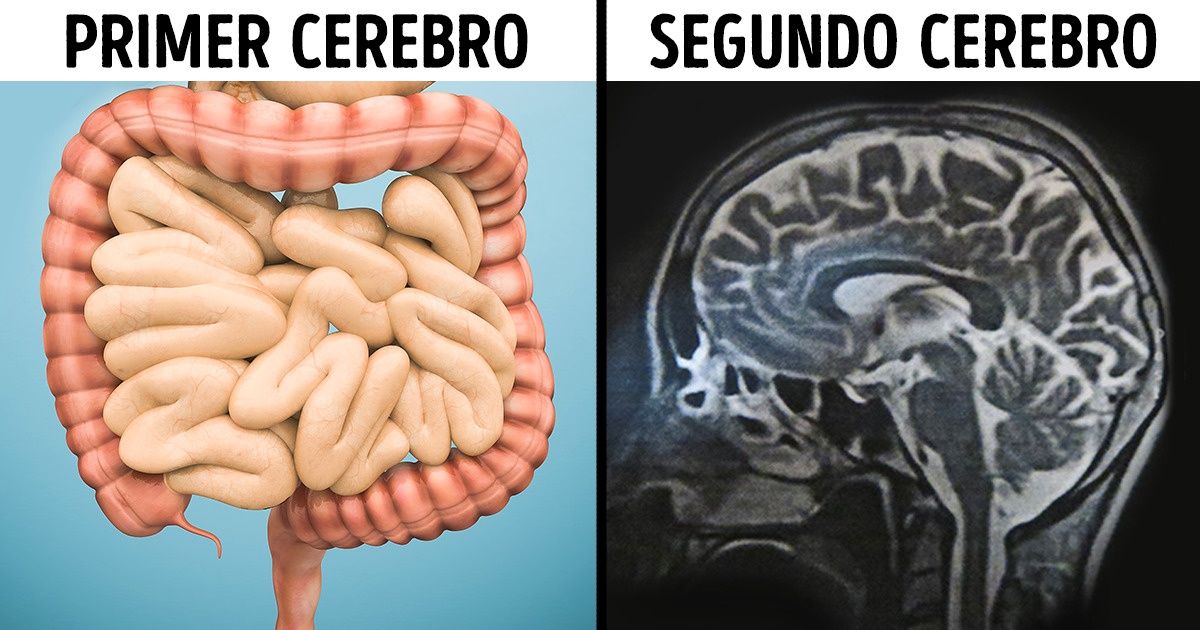 14 Datos sobre nuestro cuerpo que son difíciles de creer (Sí, el corazón puede cambiar su forma)