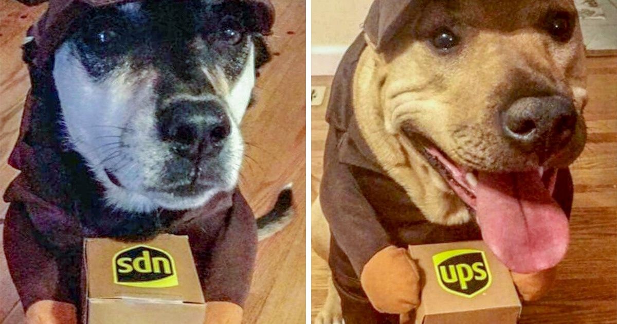 25+ Perros que son mejores en cosplay que tú y yo 25+ Perros que son mejores en cosplay que tú y yo