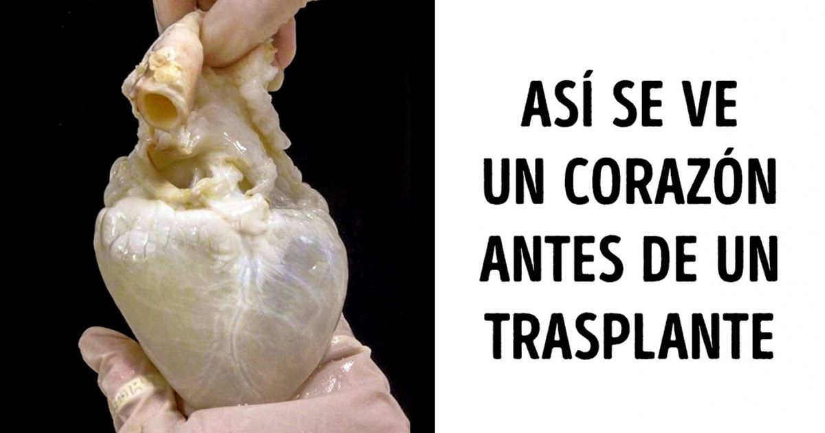 20+ Cosas asombrosas de las que seguramente has oído hablar, pero que no habías visto hasta ahora