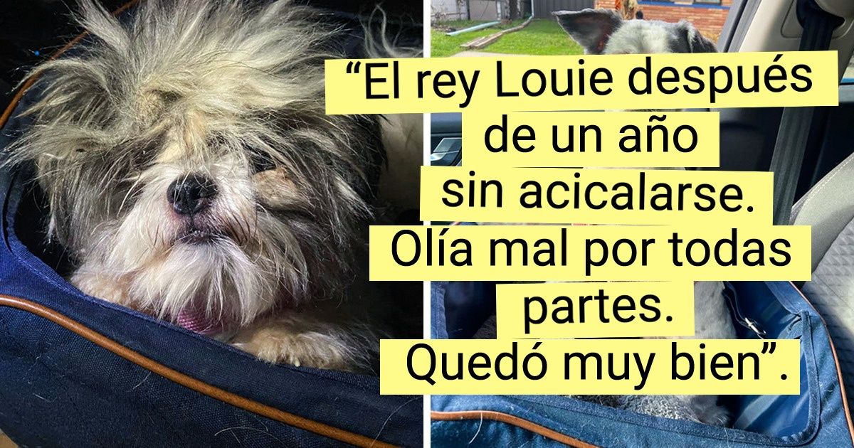 20 Mascotas cuya transformación fue tan drástica como cuando el día se vuelve noche 20 Mascotas cuya transformación fue tan drástica como cuando el día se vuelve noche