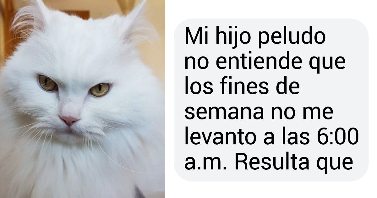 17 Gatos de los lectores de Genial que creen que los humanos viven en su casa y no al revés 17 Gatos de los lectores de Genial que creen que los humanos viven en su casa y no al revés