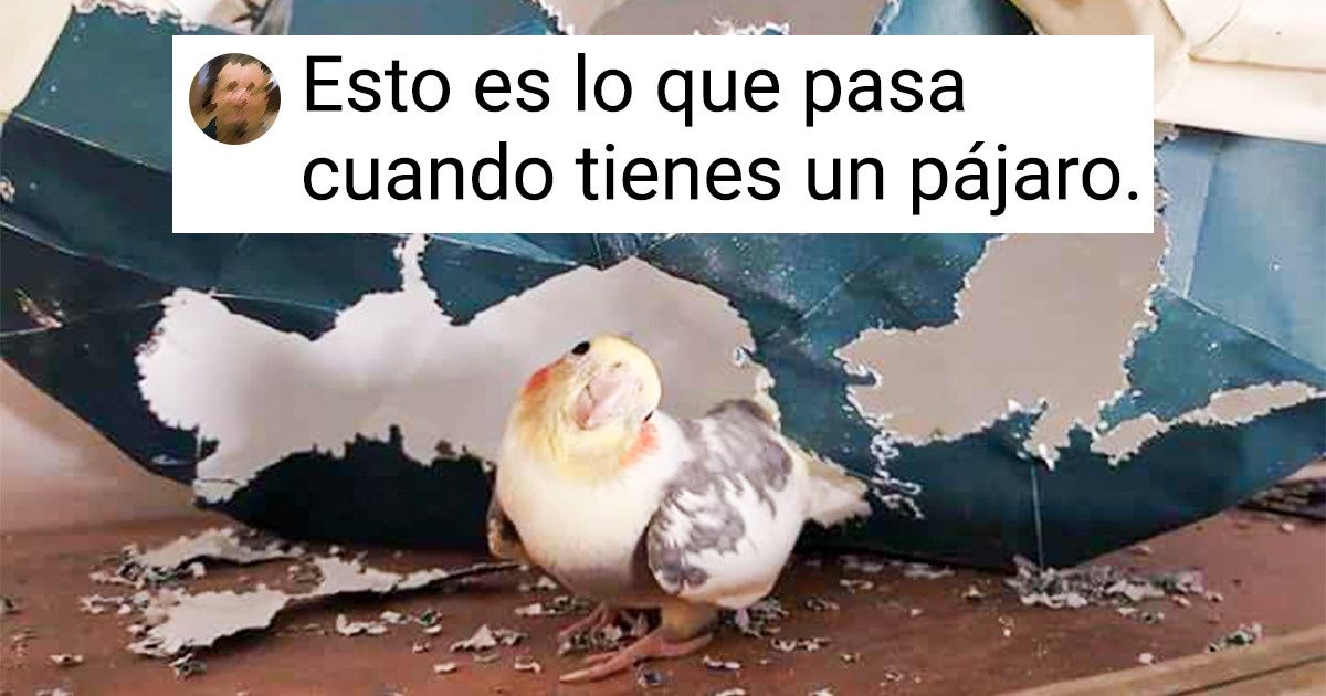 20 Aves que la naturaleza premió con el mismo don de travesura que los perros y gatos